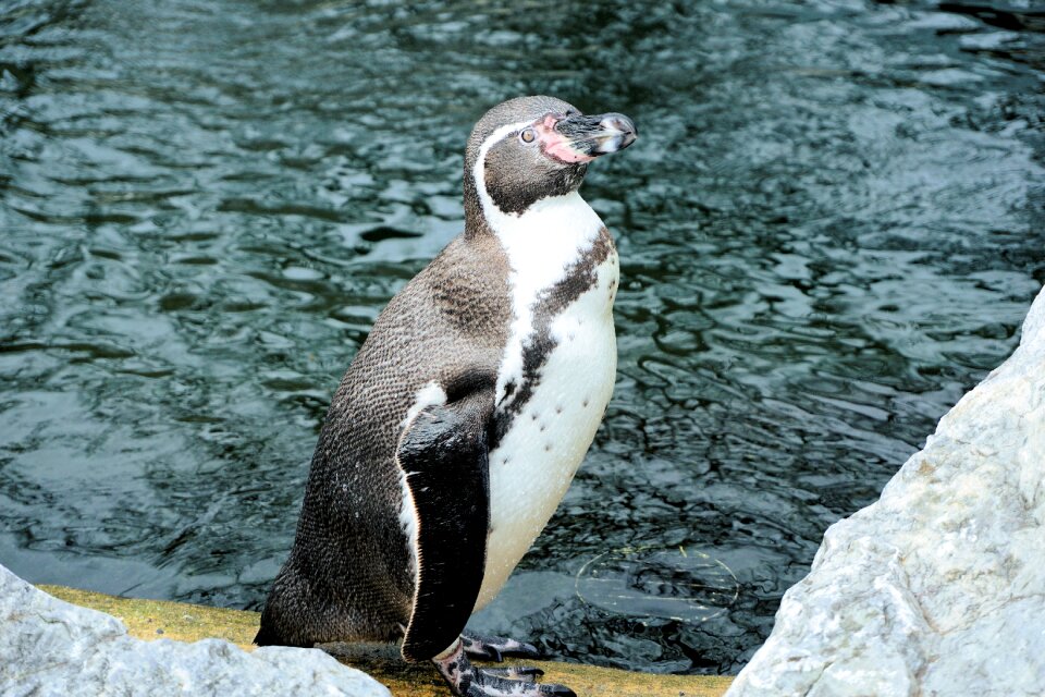 Humboldt penguin swim animal
