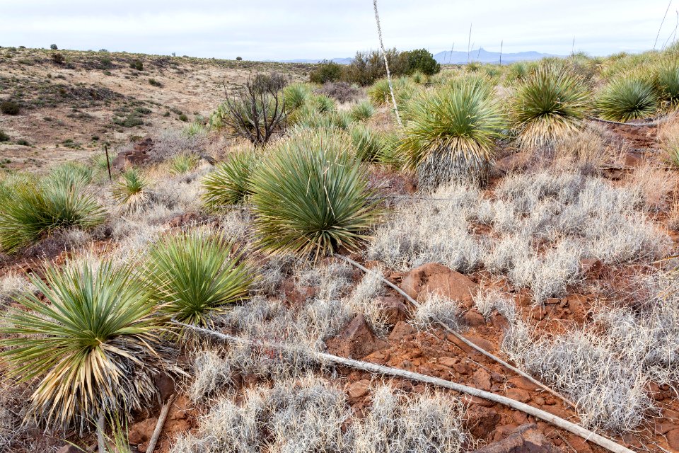 Western Sierra de las Uvas