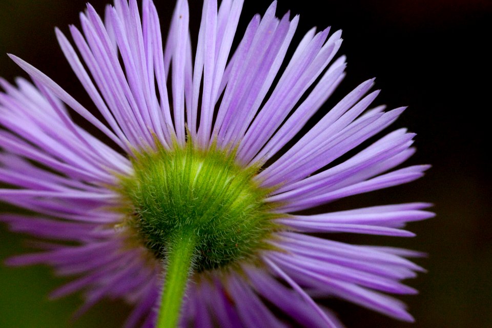Erigeron bellidiastrum var. robustum