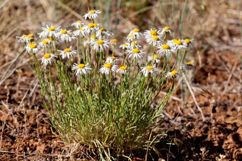 Erigeron engelmannii
