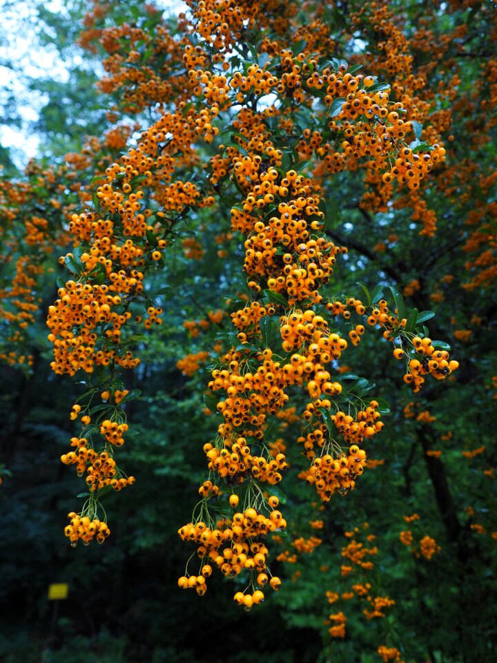 Orange bush pyracantha