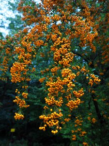 Orange bush pyracantha photo