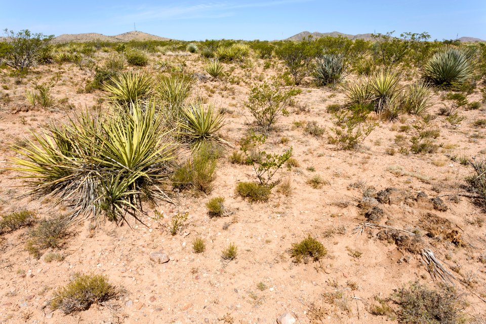 Near Tres Alamos Wash