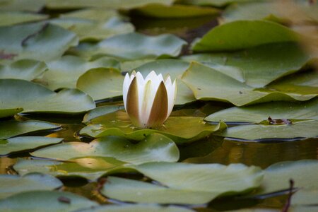 Pool pond nature photo