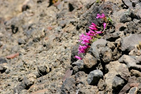 Penstemon newberryi