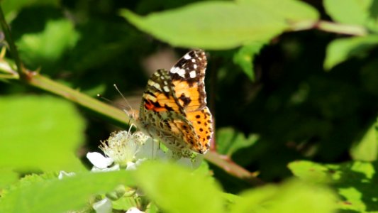 Painted Lady photo