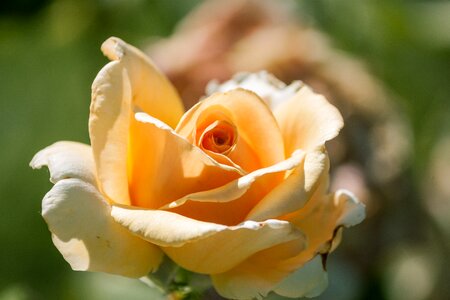 Floral nature valentine