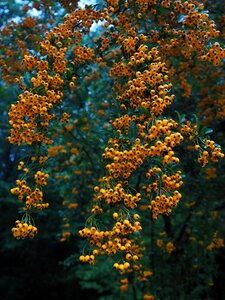 Orange bush pyracantha photo