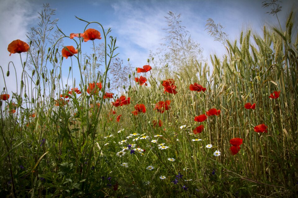 Flowers field nagykanizsa