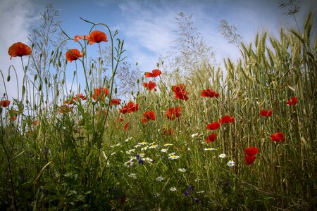 Flowers field nagykanizsa