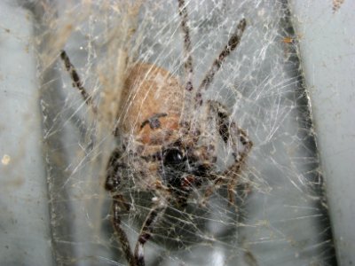 unknown spider