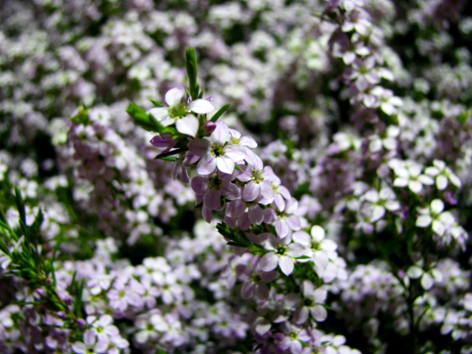 experimenting with focus 1