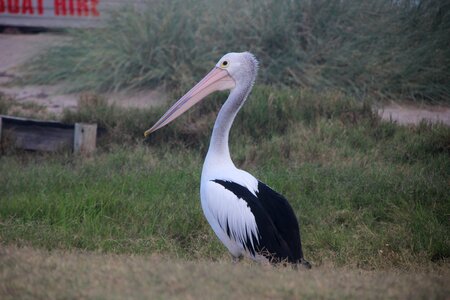 Australia animals nature