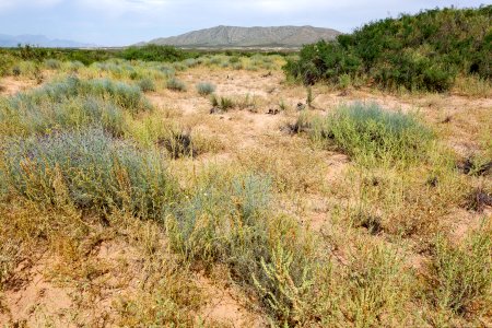 East side of the Rio Grande near Berino
