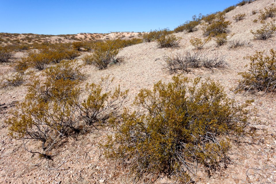 Northeast of Little Black Mountain