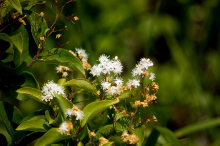 Symplocos paniculata