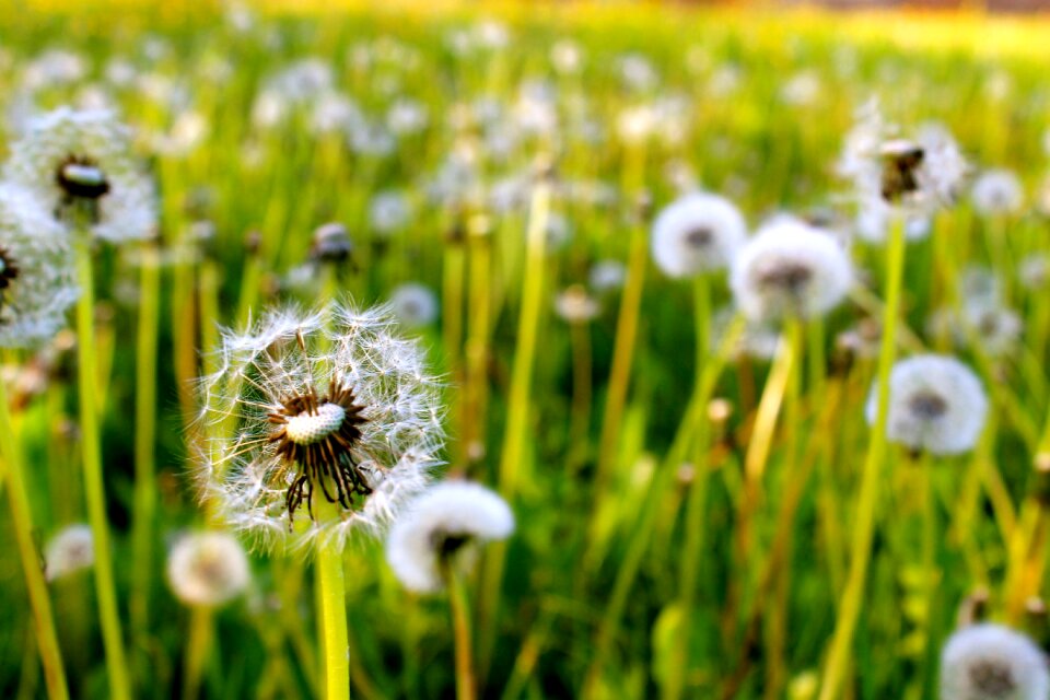 Green summer spring