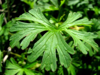 Unknown green leaf