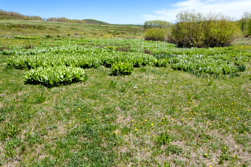 Uncompahgre Divide