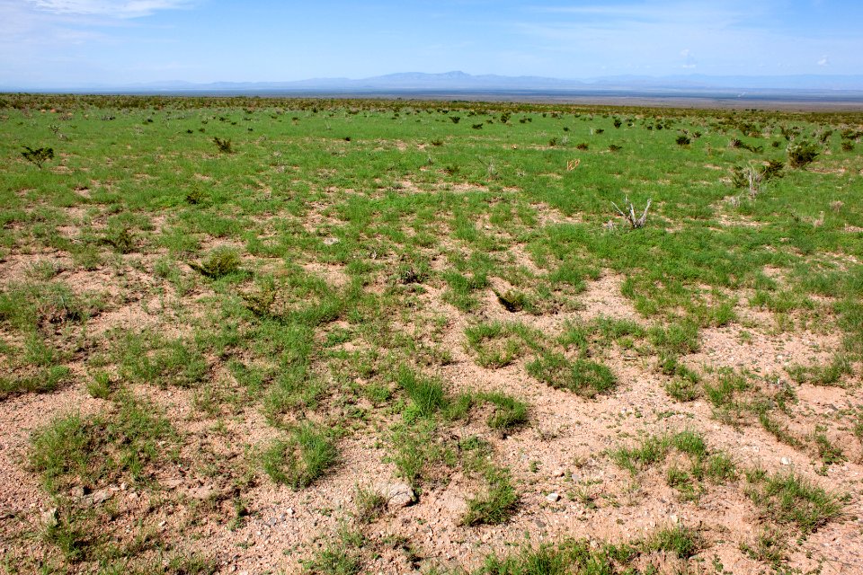 Northwestern bajada of the San Andres Mountains