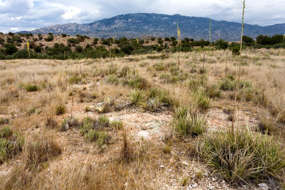 Near Tanque Verde