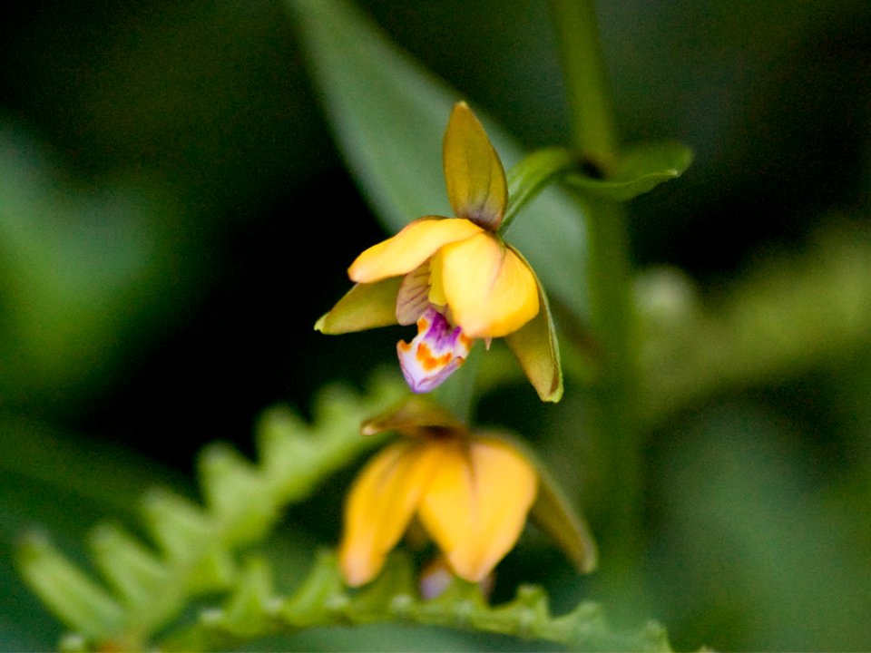 Epipactis thunbergii