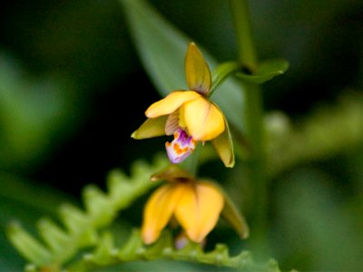 Epipactis thunbergii