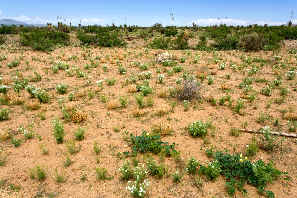 Playas Valley