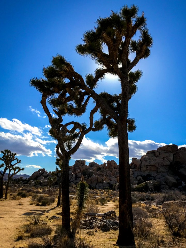 Joshua Tree-2