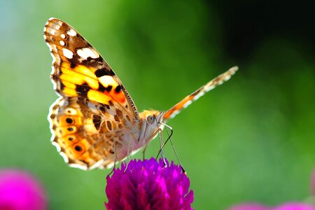 Butterfly insects spring photo