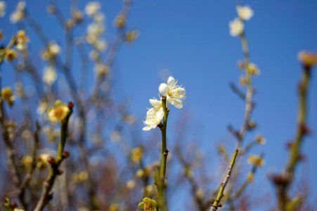 DSC 0040