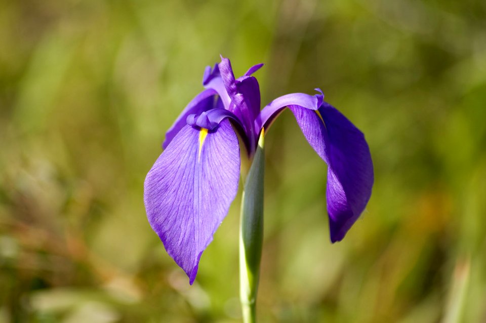 Iris ensata var. spontanea