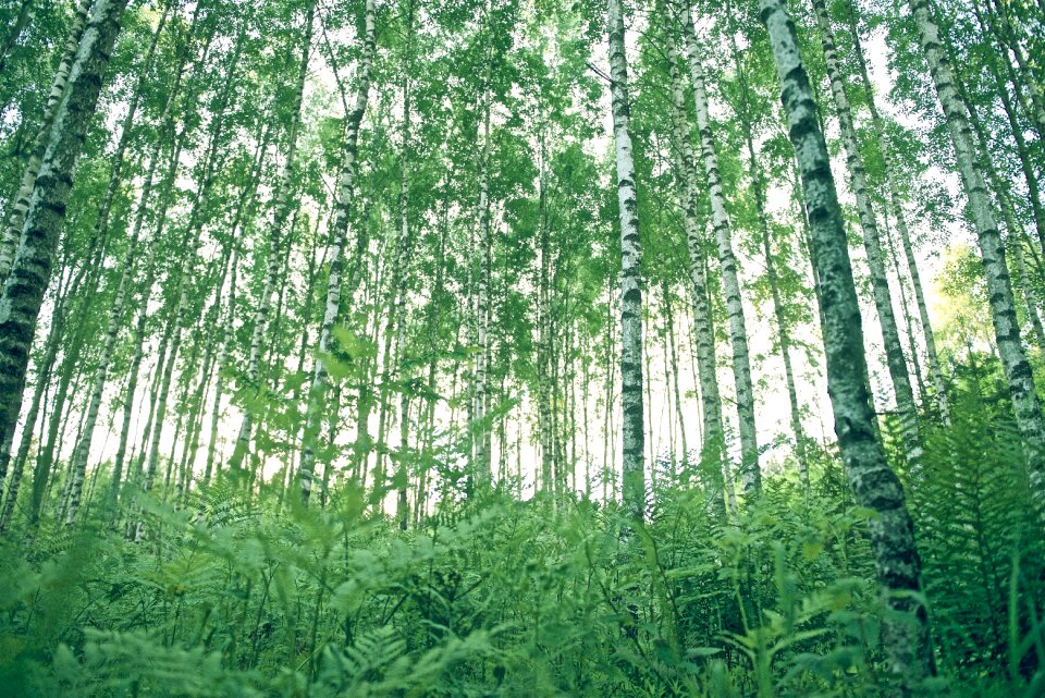 Forest landscape forest trees mystical
