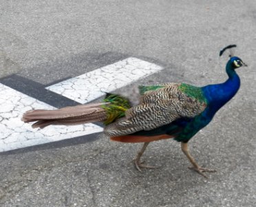 Peacock against traffic photo