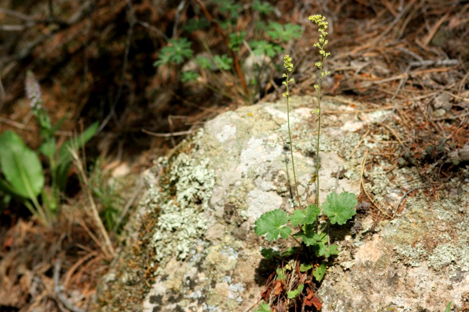 Heuchera parvifolia