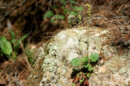 Heuchera parvifolia photo