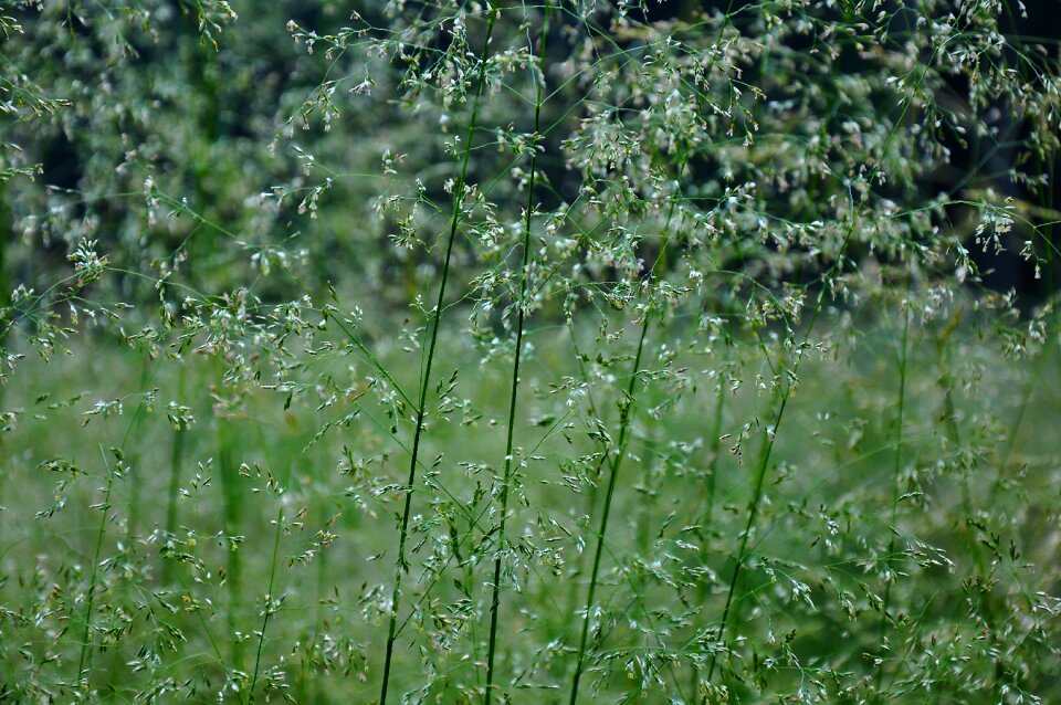 Forest summer herbs