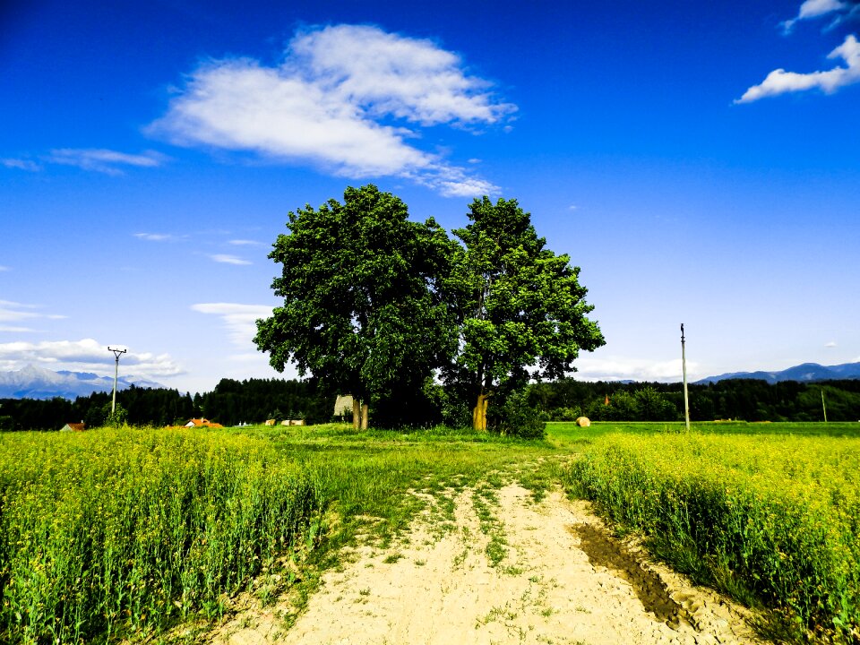 Meadow field mountain