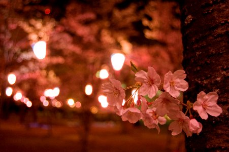 向山緑地