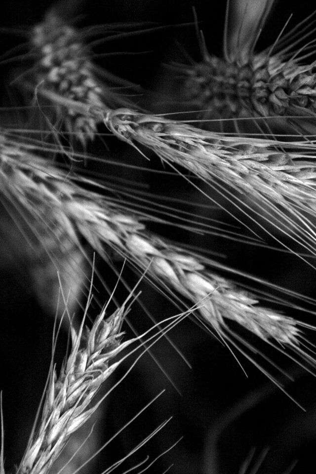 Spike grain plant