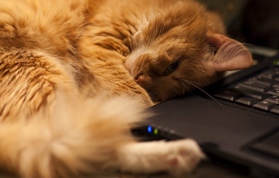 Pet notebook dream