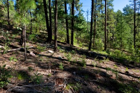 Tadpole Ridge