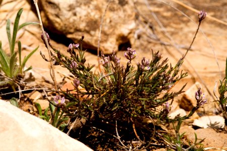 Polygala scoparioides