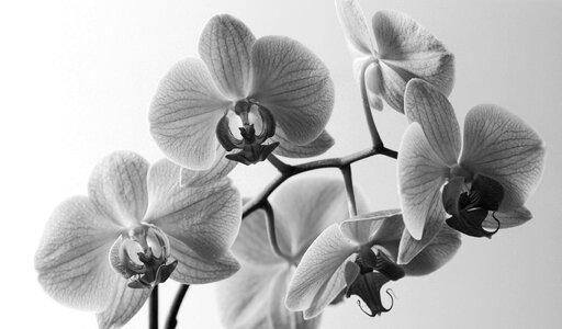 Blooming orchid nature photo