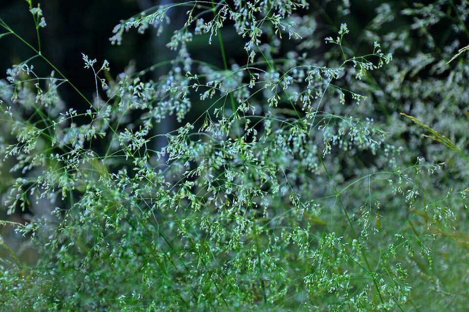 Forest summer herbs