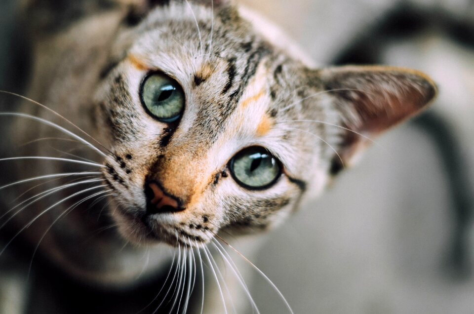 Domestic animals pet whiskers