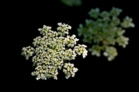 Daucus carota