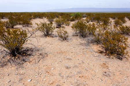East bajada of the Jarilla Mountains