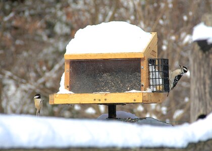 Snow cold wildlife photo