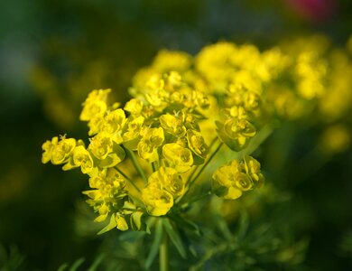 Garden macro flower photo